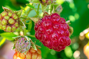 Raspberry berry hanging on a bush close-up