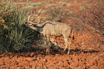 a kudu antelope seating from a bush in the namibian landscape, damaraland