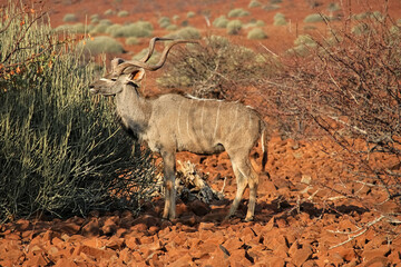 a kudu antelope standing between bushes in the namibian landscape, damaraland