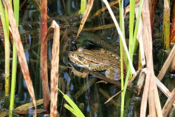 Grenouille
