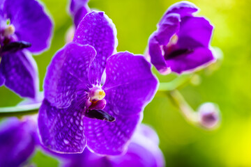 Close up view of a vanda orchid plant in bloom with beautiful purple flowers