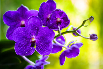 Naklejka premium Close up view of a vanda orchid plant in bloom with beautiful purple flowers