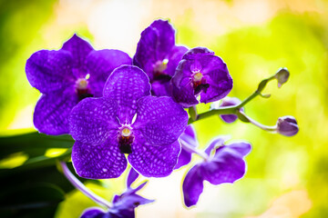 Fototapeta na wymiar Close up view of a vanda orchid plant in bloom with beautiful purple flowers