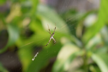 Spider perch in the web waiting for prey