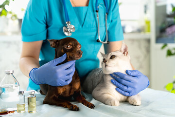 Vet examining dog and cat. Puppy and kitten at veterinarian doctor. Pet check up and vaccination....