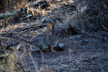 Baby Cottontail Rabbit in the Desert