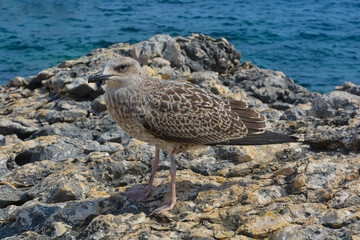 Caspian gull on a rock