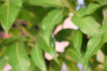 Spider perch in the web waiting for prey
