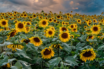 A field of bright sunflowers with a stormy sky. Perfect desktop wallpaper. For design and interior decoration
