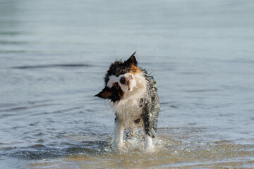 dog jumps into the water. An active pet on the lake. Tricolor australian shepherd 