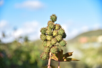 Castor, Castor Bean, Castor oil plant, Ricinus communis, commonly known as castor oil plant. Medical seeds. Green plant, Green and prickly fruits of a Castor oil plant (Ricinus communis) in the midst