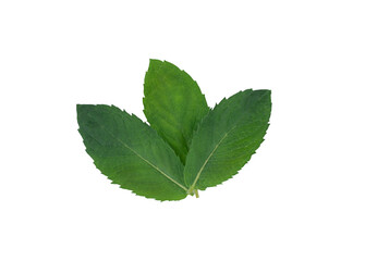 Naklejka na ściany i meble Mint leaf. Fresh mint on white background, isolated. 