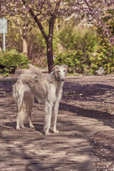 A hunting dog, a Russian greyhound, stands on the path in the park among the crumbling cherry blossoms.