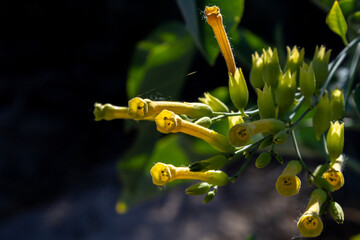 Tree tobacco Flowers