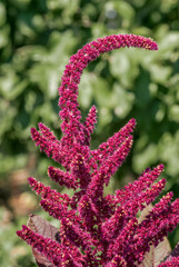 Love-lies-bleeding (Amaranthus caudatus) in garden