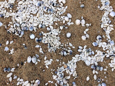 High Angle View Of Seashells On Sand