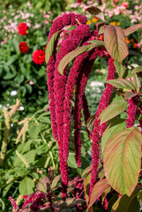 Love-lies-bleeding (Amaranthus caudatus) in garden