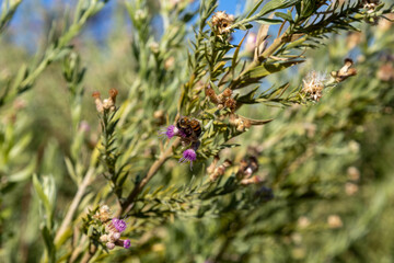 Bee in Arrow Weed