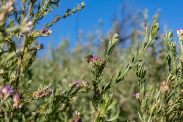 Bee in Arrow Weed
