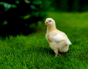 A small broiler chicken on the lawn looks at the camera with its beak open. Space for text. Shallow depth of field. Gallus gallus domesticus
