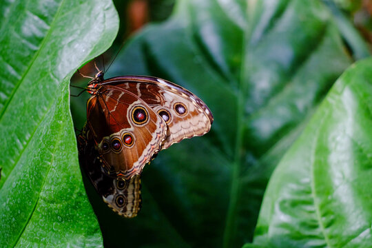 Owl Butterfly or caligo eurilochus, macro image of a South American insect on a leaf. High quality photo