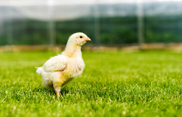 A small broiler chicken stands on a sunny lawn against the background of a greenhouse. Gallus callus domestics. Shallow depth of field.