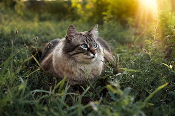 cat in the grass