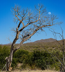 Dead Tree and Full Moon in a Daytime Desert Landscape