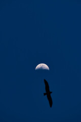 A picture of the evening sky and the and a bird flying in the sky