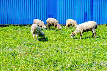 White sheeps graze near the fence