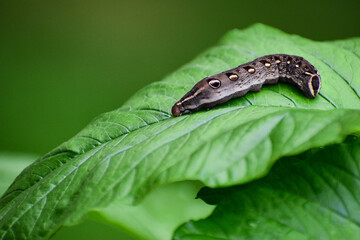 A picture of a caterpillar in a green leaf
