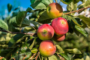 Red Pomegranate Harvest at Tree in Sunny day