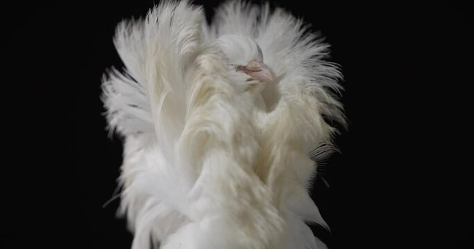Beautiful white jacobin pigeon with feathers growing upwards, fancy, 4k