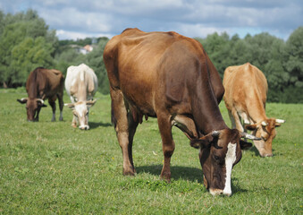 Naklejka na ściany i meble Herd of dairy cows grazed in green meadow in summer