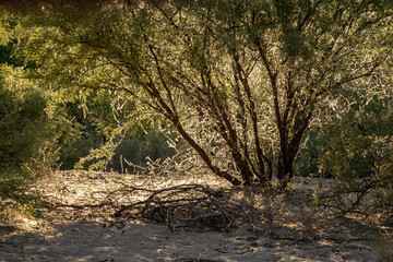 Catclaw Mesquite Tree Covered in Silk with Sunlight Illumination
