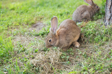 Two young rabbits eating grass on a Summer's evening. Space for copy.