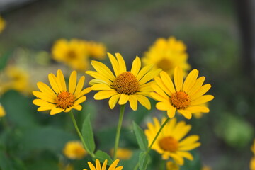 Yellow bright Rudbeckia flowers in the garden