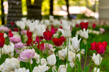Bright flowers of tulips on a tulip field on a sunny morning