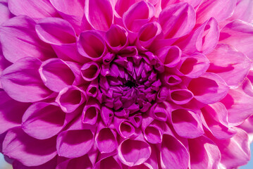 Dahlia (Dahlia hybrida) in garden