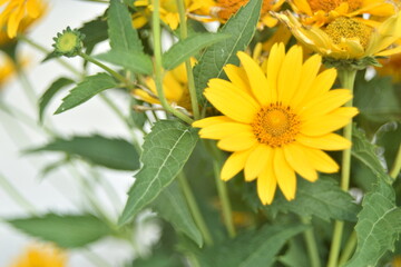 Yellow bright Rudbeckia flowers in the garden