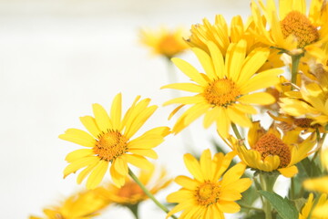 Obraz premium Yellow bright Rudbeckia flowers in the garden