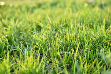 Green juicy lawn grass close - up in summer
