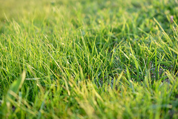 Green juicy lawn grass close - up in summer