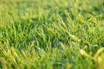 Green juicy lawn grass close - up in summer