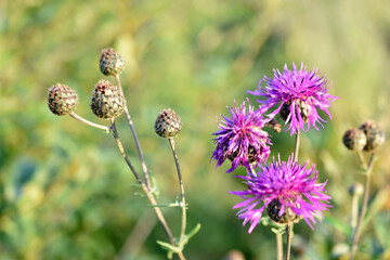 Red flowers of the cornflower rough Centauréa scabiósa in the garden