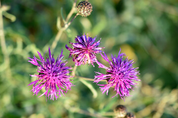 Red flowers of the cornflower rough Centauréa scabiósa in the garden