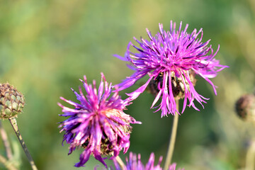Red flowers of the cornflower rough Centauréa scabiósa in the garden