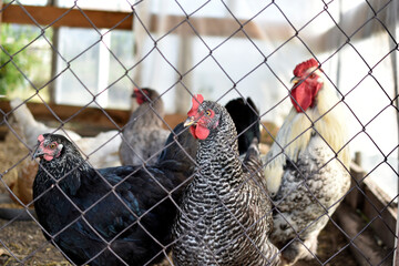 Domestic chickens rooster and chickens on the farm