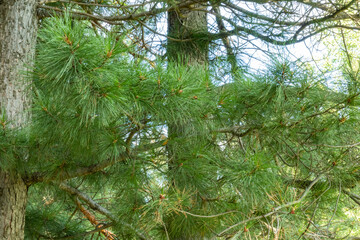 Beautiful, natural, green, coniferous trees in the taiga