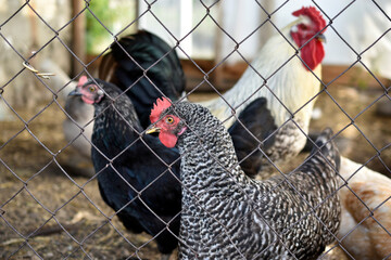 Domestic chickens rooster and chickens on the farm